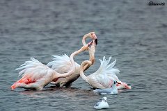 Trio di fenicotteri