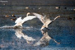Cigni reali planano dolcemente sull' acqua 