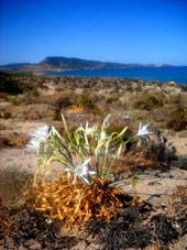  Flora spontanea sulle dune della spiaggia di Badesi